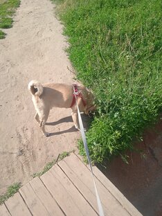 Выгуливую собак