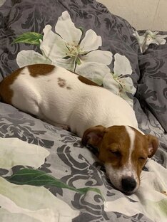 Дневники джек-рассел-терьера. Мысли на ходу