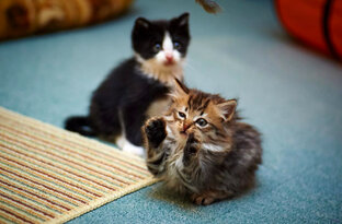 🐱Котята🐱