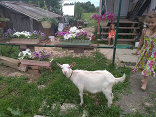 Смешные животные