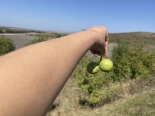 Кисловодск 