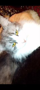 Милые животные