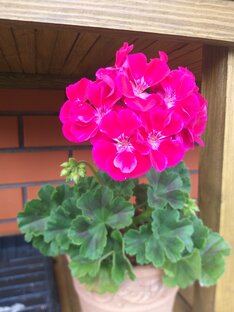 Черенкование