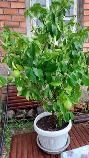 Сад и огород