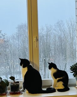 Котячья жизнь