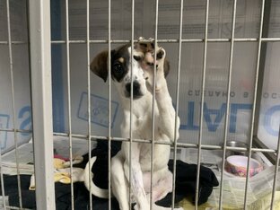 Жизнь приюта «Краснодог» ✨