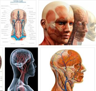 Шея и мозг