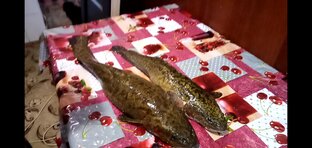Рыбалка на закидушки.