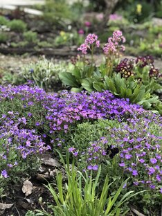 Коллекция весеннецветущих растений 