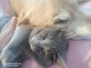 Котики - мотики