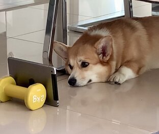 Корги-видео🙃