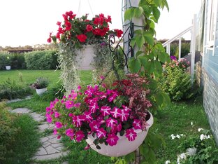 Композиции в вазонах и кашпо