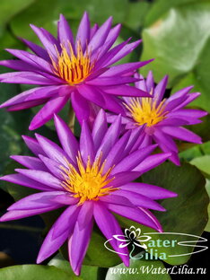 Уход за нимфеями, кувшинками