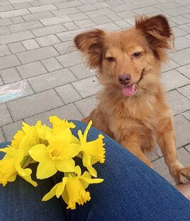 Жулики