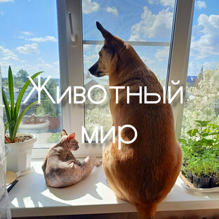 Животный мир