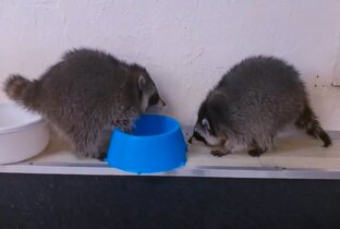 Озорные и задорные еноты полоскуны и носухи