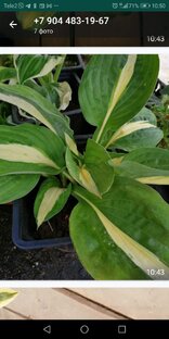 Многолетники севера