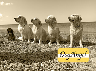 Купалки-Гулялки