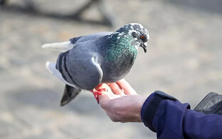 Человек человеку друг