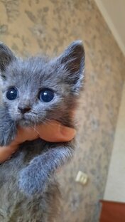 Факты о кошках