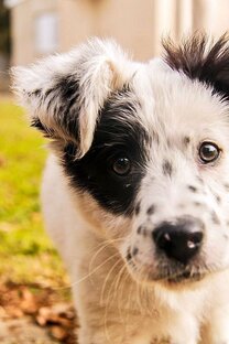 Обо мне , моем приюте и моей работе.