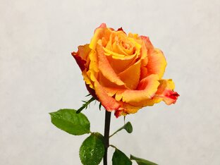 Поздравления в стихах