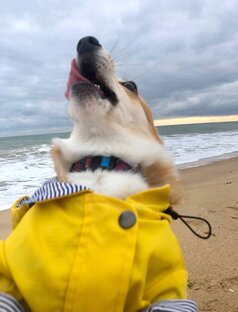 Асти на морях