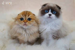 Пол-года из жизни питомника)