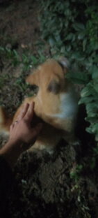 Котик в ночи