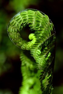 Страны: предсказания