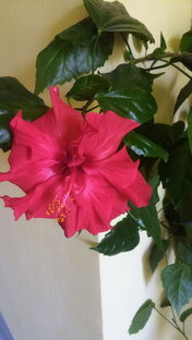 Я здесь живу...