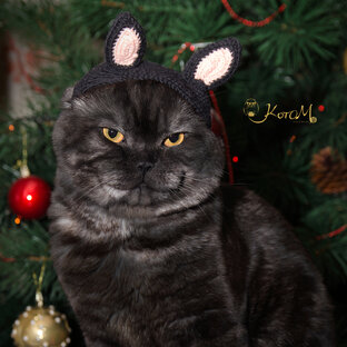 Кот-Вязальщик