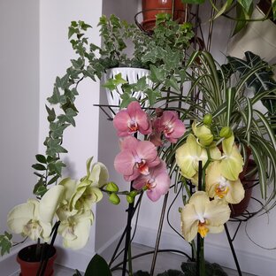 Мои орхидеи🌿🌸🌿🌺🌿🌸🌿