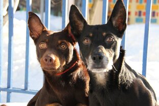 Воспоминания одного питомника...