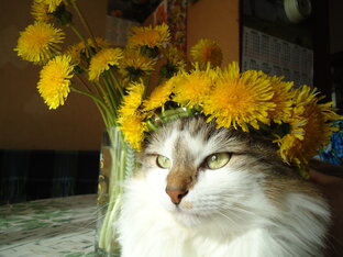 Забавные животные