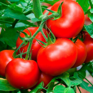 Огород и урожай 🍓🥒🍅