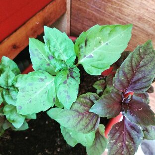 истории базилика