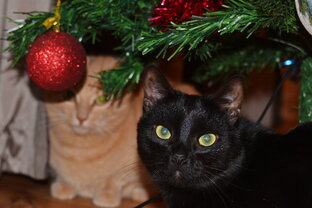 Повелители всея квартиры