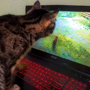 Обзоры игр про котов 
