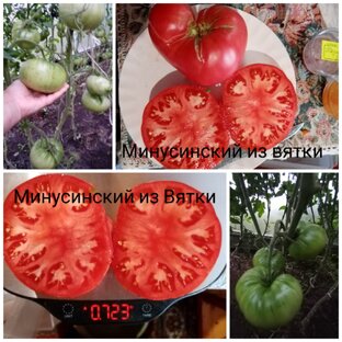 Минусинские из Вятки