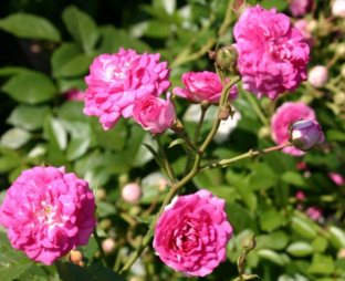 Исторические розы