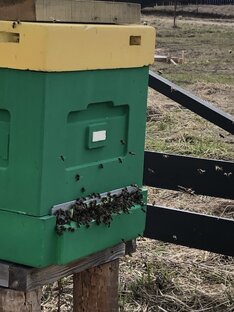 Пчелы ушли на зимовку