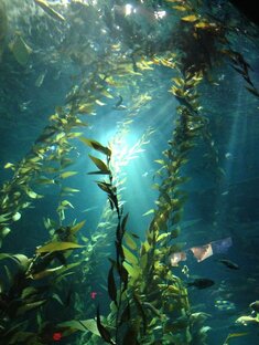 Морская коллекция