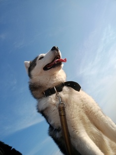 Сибирский хаски Дик