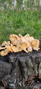 Сбор грибов и ягод