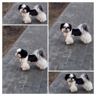 Первая стрижка Норриса