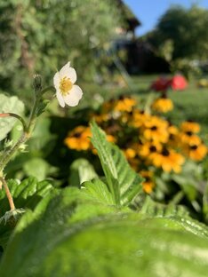 Дачные зарисовки