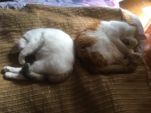 Бублик - шоу 5