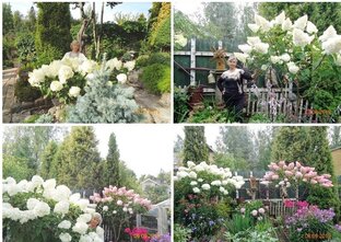 СОРТА МЕТЕЛЬЧАТЫХ ГОРТЕНЗИЙ В МОЕМ САДУ 