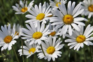 Сказ о старой мельнице и Ванятке